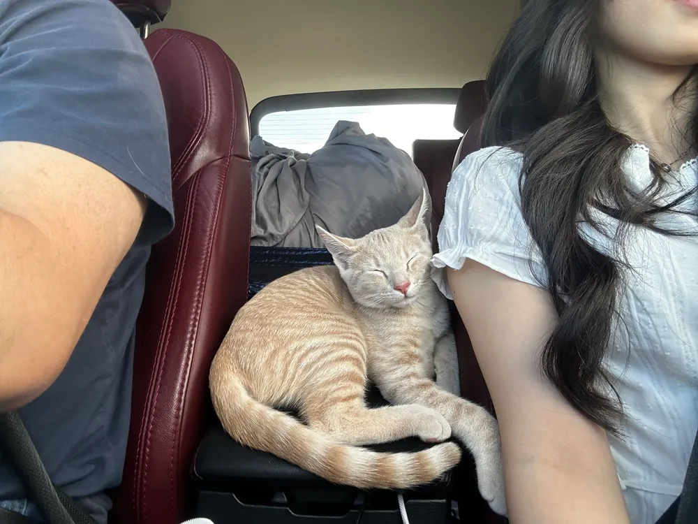 Milky on a road trip